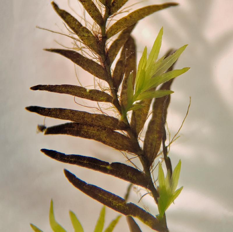 Fissidens fontanus